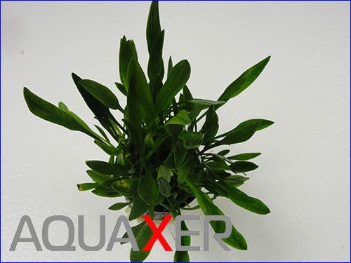   (Cryptocoryne parva).