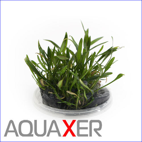   (Cryptocoryne parva).