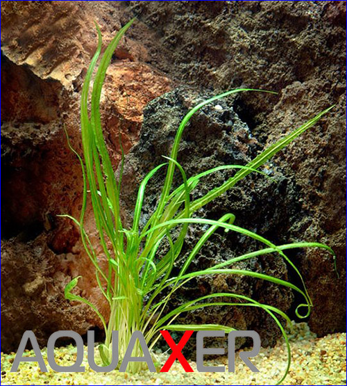   (Cryptocoryne retrospiralis).