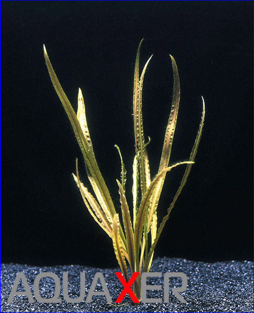   (Cryptocoryne retrospiralis).