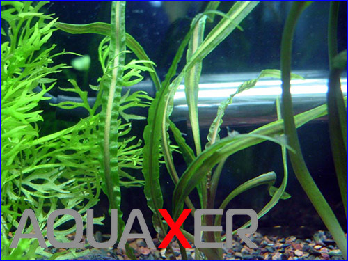   (Cryptocoryne retrospiralis).