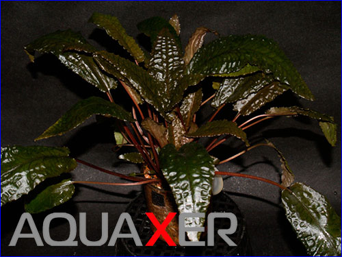   (Cryptocoryne wendtii Tropica).