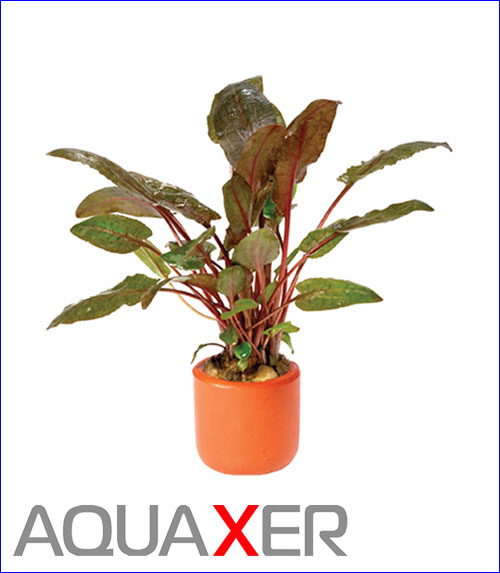   (Cryptocoryne wendtii Tropica).