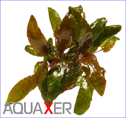   (Cryptocoryne wendtii Tropica).