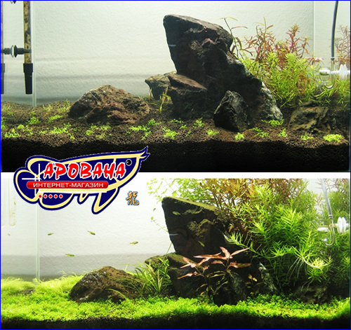 аквариум до и после внесения удобрений, aqurium before and after fertilizer supplement