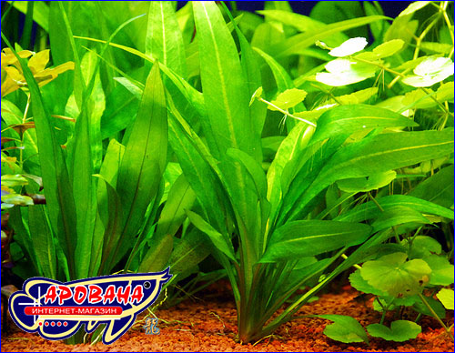   (Echinodorus amazonicus).