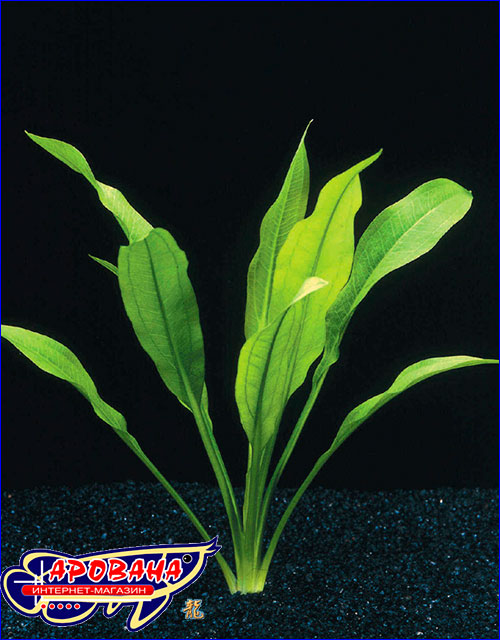   (Echinodorus amazonicus).