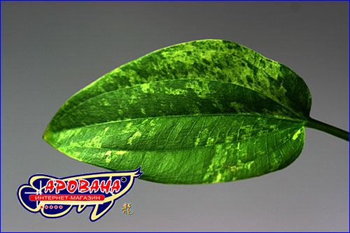    (Echinodorus cordifolius Marble Queen)