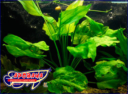    (Echinodorus cordifolius Marble Queen).