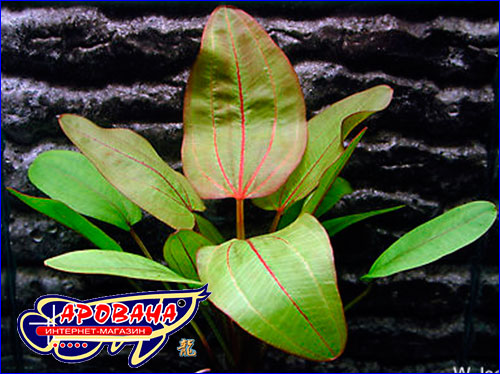    (Echinodorus Devil’s Eye).