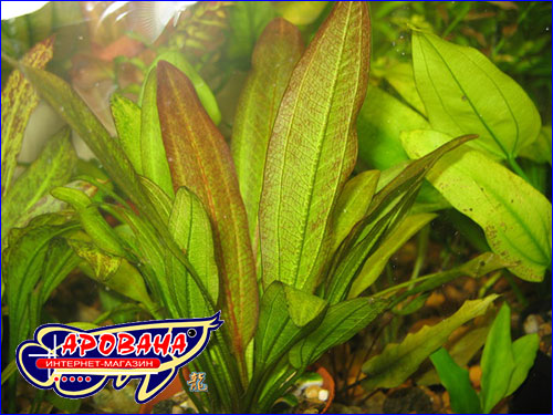    (Echinodorus Devil’s Eye).