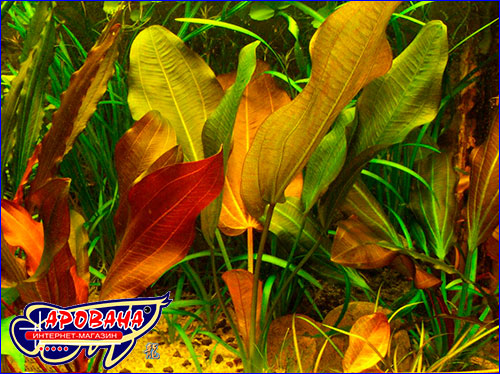    ( Echinodorus Hot Pepper).
