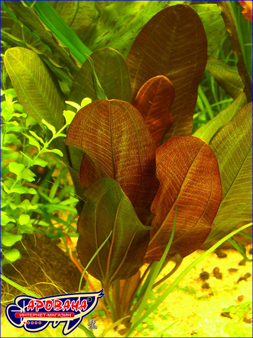    (Echinodorus kleiner baer).