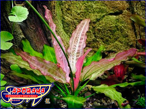   (Echinodorus Oriental).