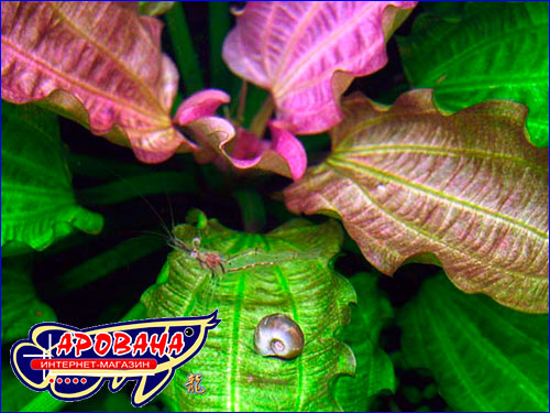   (Echinodorus Oriental).