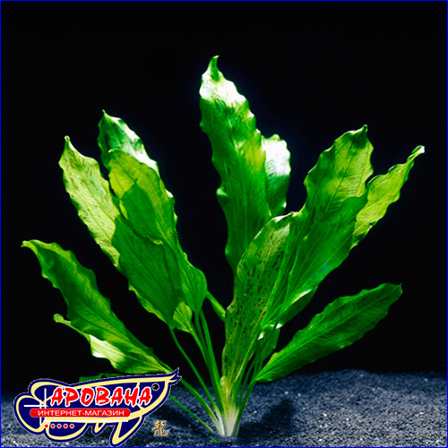    (Echinodorus ozelot green).