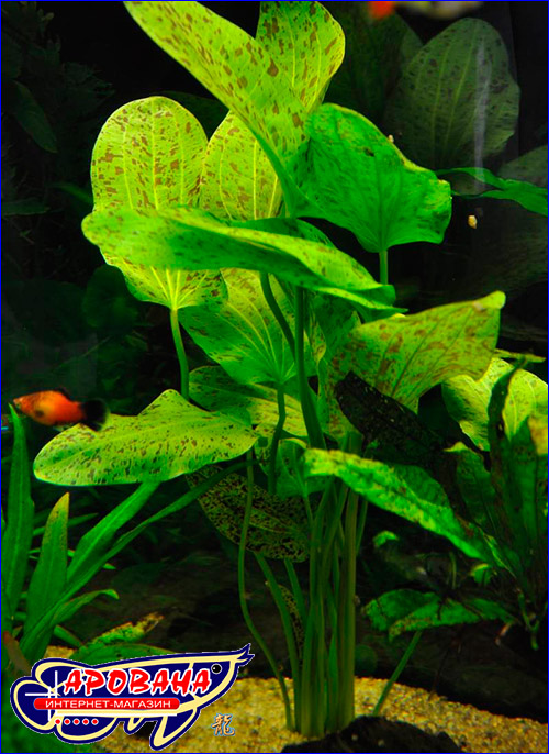    (Echinodorus ozelot green).