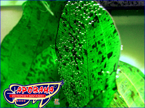    (Echinodorus ozelot green).