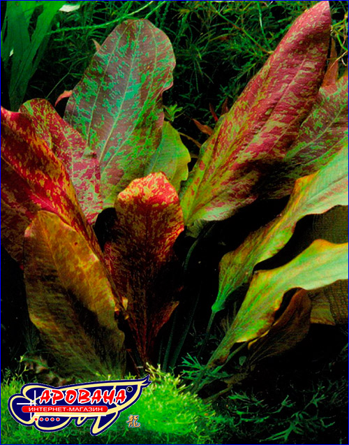 Эхинодорус красное пламя (Echinodorus ozelot Red Flame).