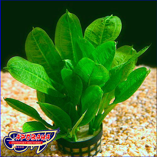 Echinodorus parviflorus Tropica.
