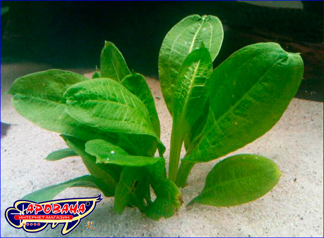 Echinodorus parviflorus Tropica.