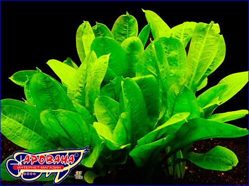    (Echinodorus parviflorus Tropica).