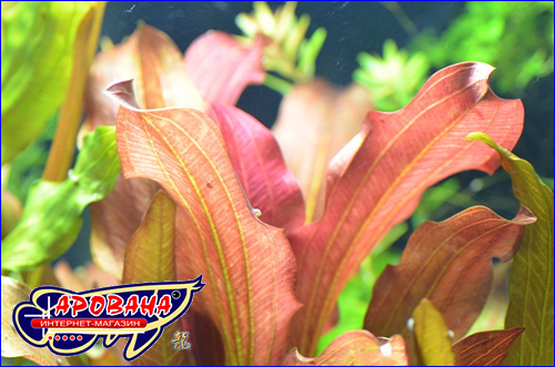     (Echinodorus Sankt Elmsfeuer).