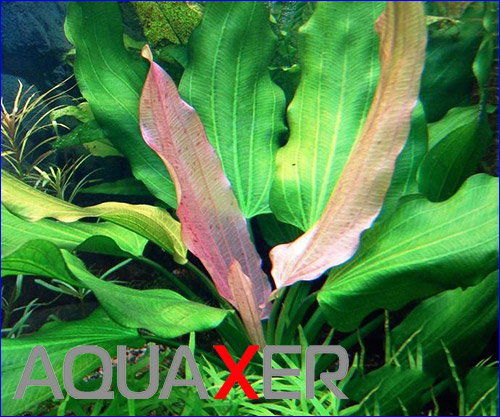   (Echinodorus tricolor).