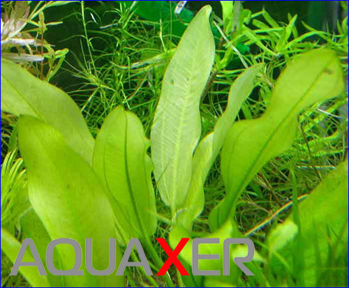   (Echinodorus tricolor).