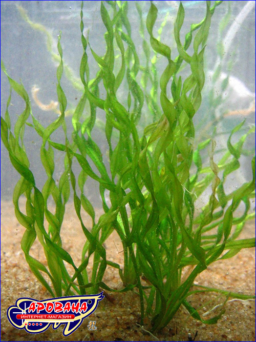   (Echinodorus Vesuvius).