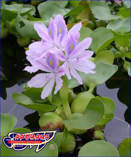 Eichornia crassipes ( ).