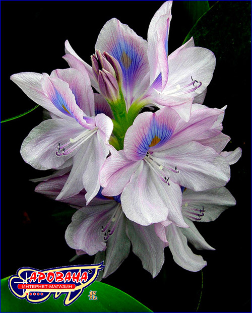 Eichornia crassipes ( ).