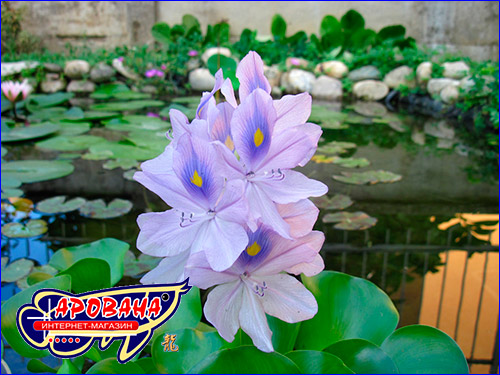 Eichornia crassipes ( ).