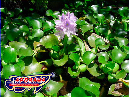 Eichornia crassipes ( ).