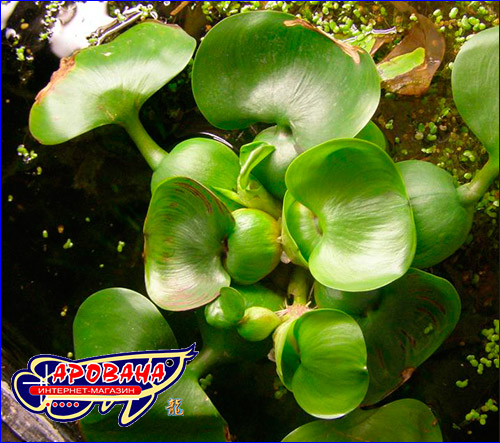 Eichornia crassipes ( ).