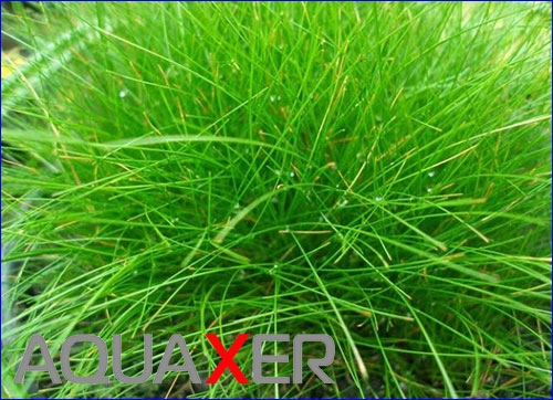 Eleocharis acicularis ( ).