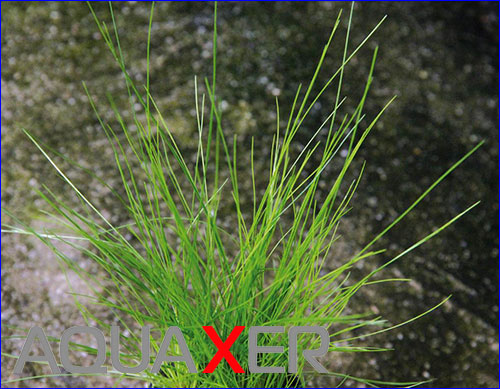 Eleocharis acicularis ( ).