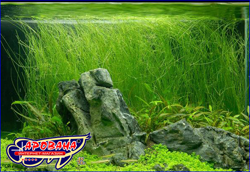   (Eleocharis vivipara).
