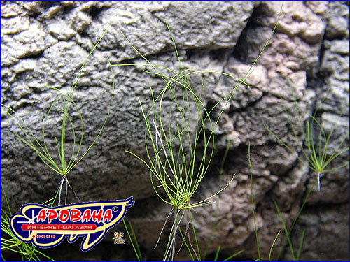   (Eleocharis vivipara).