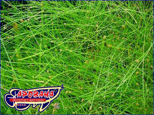   (Eleocharis vivipara).