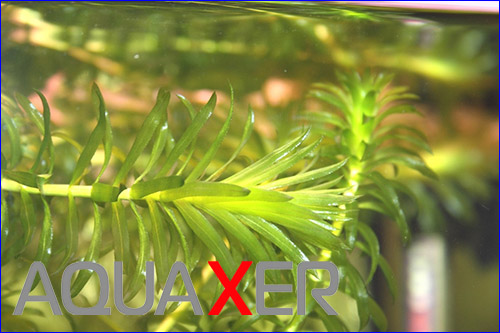   (Elodea canadensis).