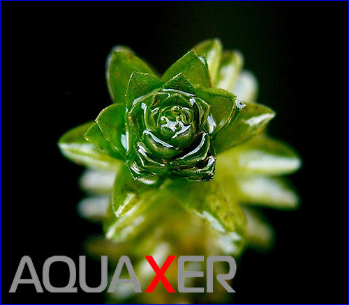   (Elodea canadensis).