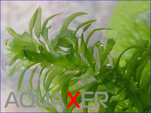   (Elodea canadensis).