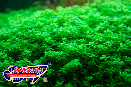Hemianthus callitrichoides Cuba-      -.