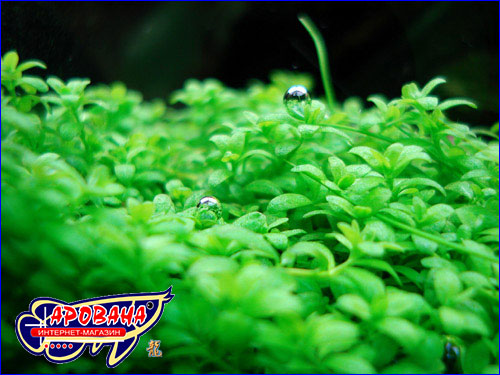   (Hemianthus callitrichoides Cuba).