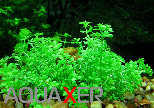   (Hemianthus micranthemoides).