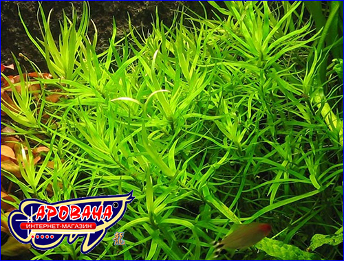   (Heteranthera zosterifolia).
