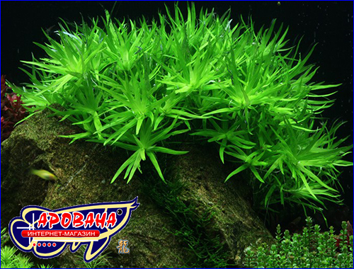   (Heteranthera zosterifolia).