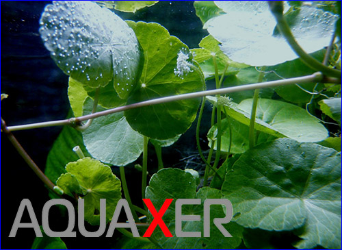   (Hydrocotyle leucocephala).