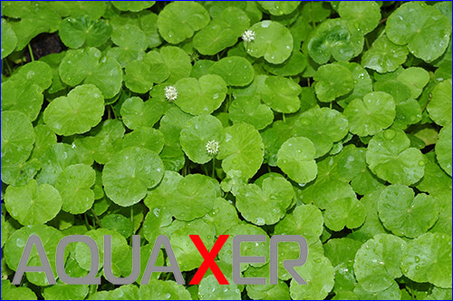   (Hydrocotyle leucocephala).